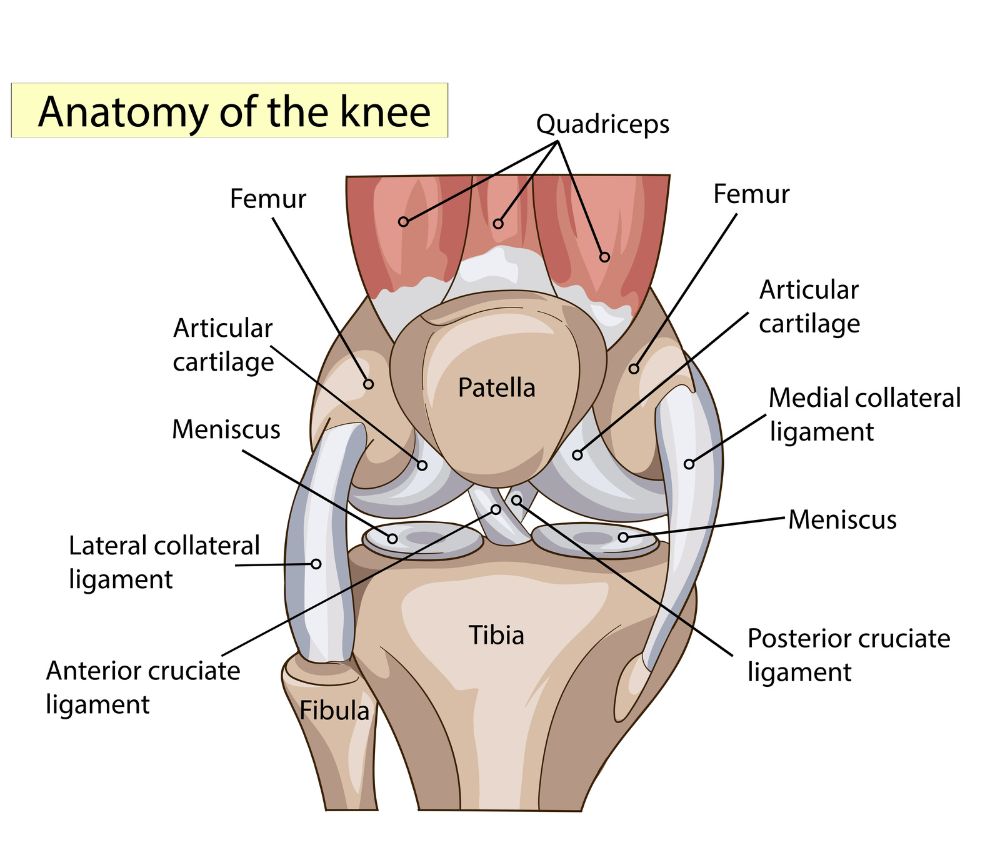 Knee Dislocation Treatment - Propel Physiotherapy