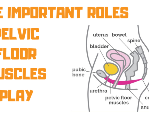 Pelvic Floor Muscles’ Five Important Roles