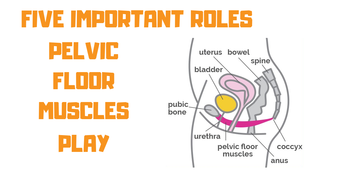 Five Important Roles Pelvic Floor Muscles Play article header image