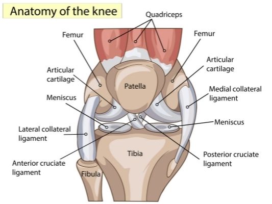knee anatomy ACL rehabilitation Propel Physiotherapy