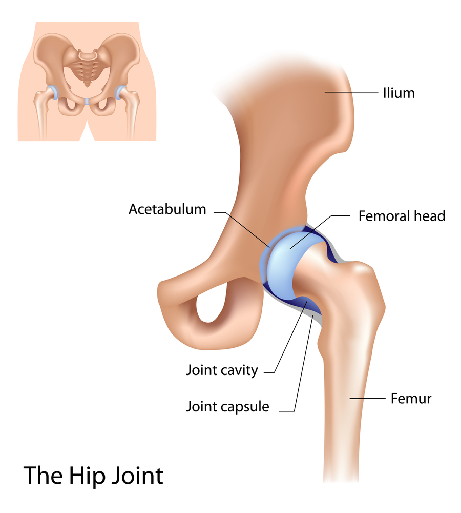 hip anatomy hip replacement rehabilitation Propel Physiotherapy