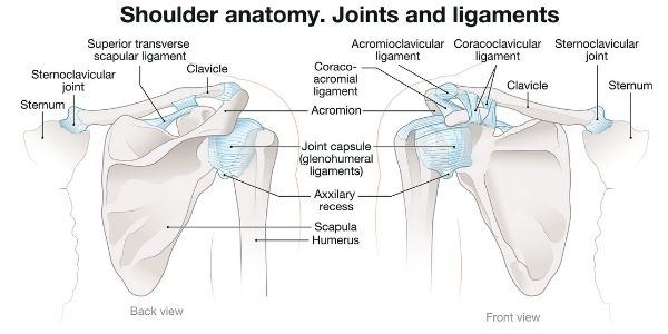 shoulder anatomy diagram. Rotator cuff tear symptoms and treatment. Propel Physiotherapy