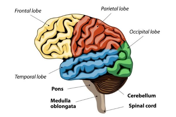 Areas of the brain. The effects of brain injury and how location impacts outcomes. Propel Physiotherapy.