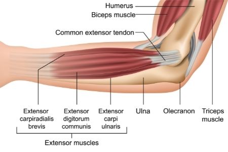 Elbow anatomy diagram. Elbow pain treatment at Propel Physiotherapy.