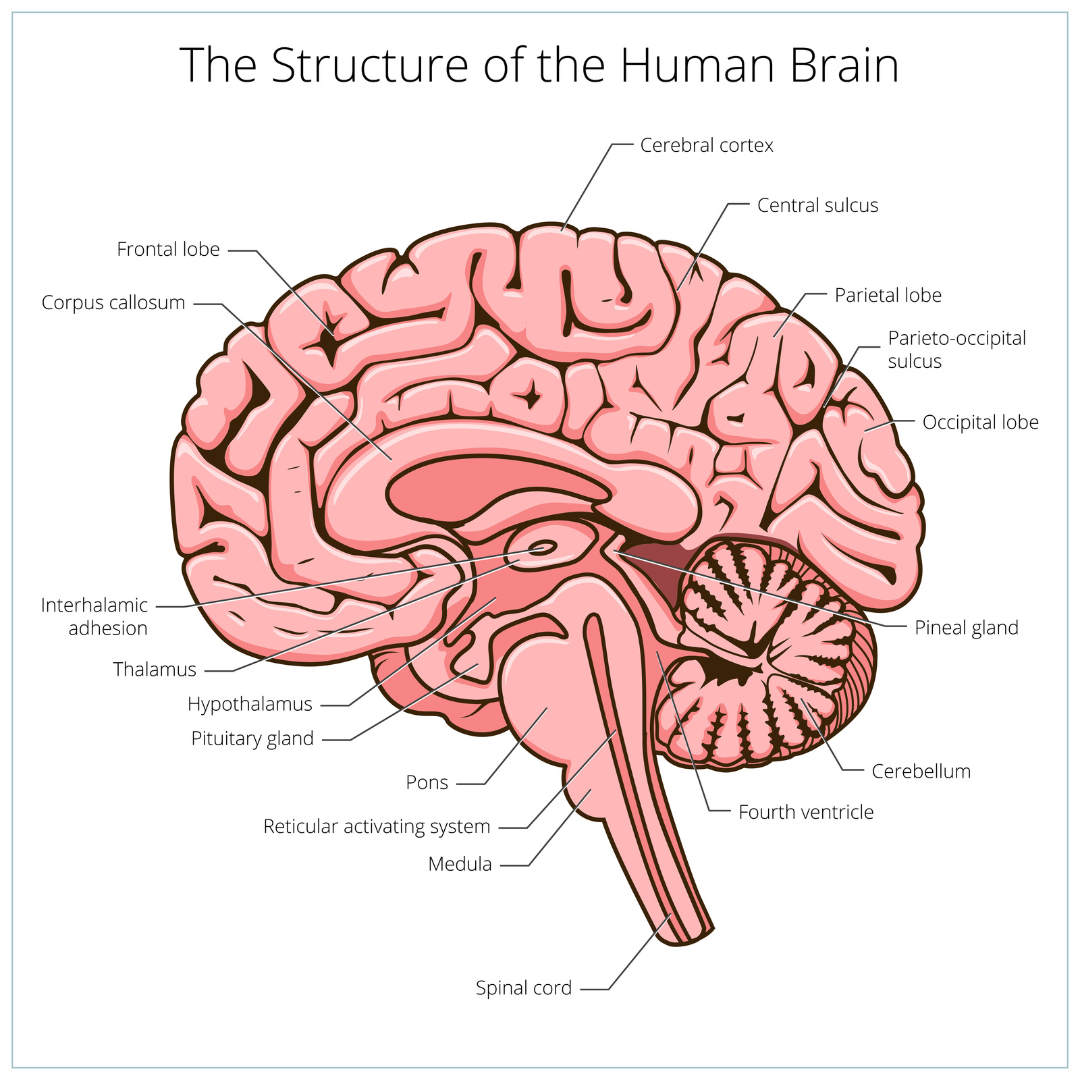 Brain anatomy diagram. Chiari malformation treatment at Propel Physiotherapy.
