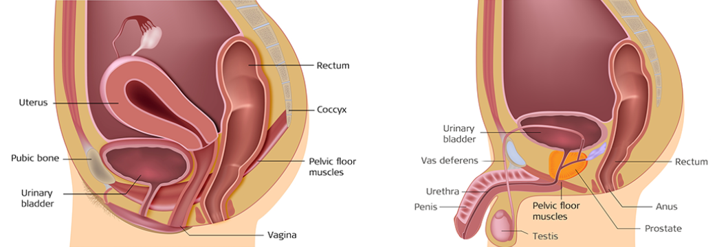 Diagram of male and female pelvic floor physiotherapy. Propel Physiotherapy.