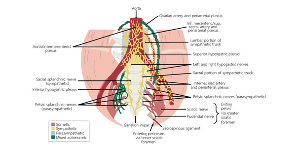 Pudendal neuralgia treatment Propel Physiotherapy