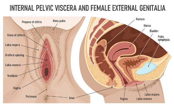 female genitalia vulva diagram. Vulvodynia causes symptoms and treatment Propel Physiotherapy. Pelvic floor physiotherapy.