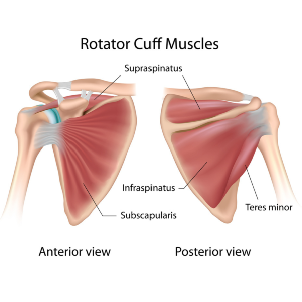 Rotator cuff muscles. Propel Physiotherapy sports injury rehabilitation.