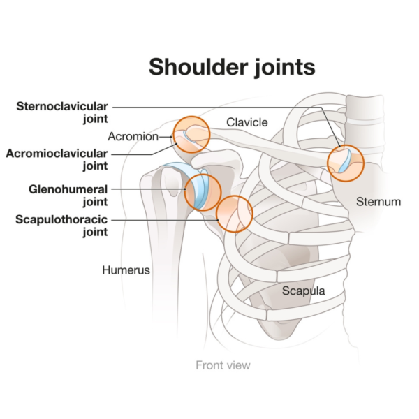 Shoulder joint anatomy. Propel Physiotherapy baseball injury rehabilitation.