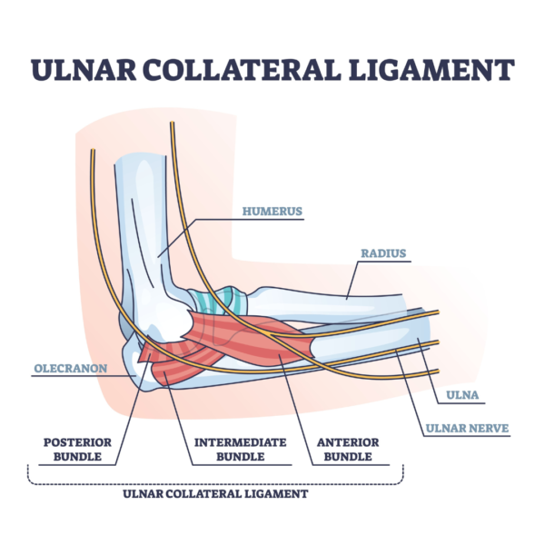 Ulnar collateral ligament, baseball elbow injuries Propel Physiotherapy.