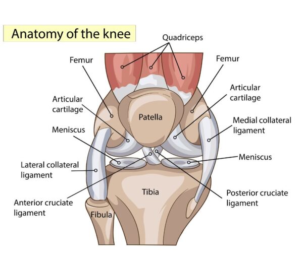 Anatomy of the knee joint. Propel Physiotherapy knee dislocation treatment.
