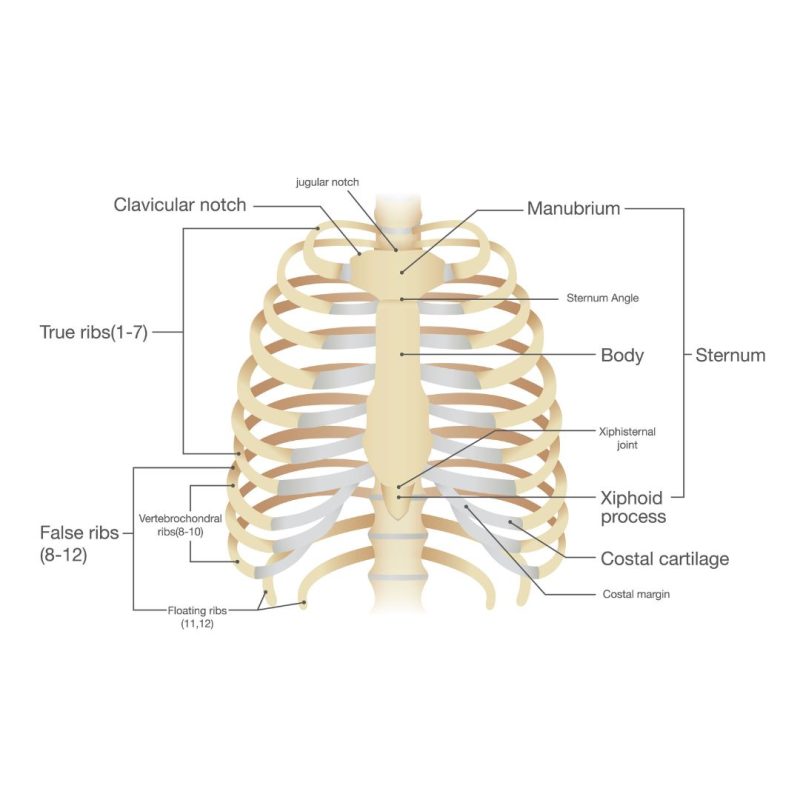 Rib Fracture Symptoms, Causes and Management - Propel Physiotherapy